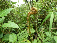 Sphaeropteris lepifera