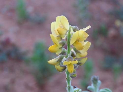 Yellow Rattlepod (Crotalaria smithiana)