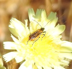 Oedemera simplex