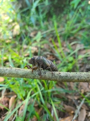 Neotibicen lyricen