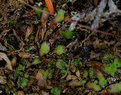 Mannia fragrans