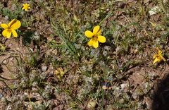 Viola douglasii