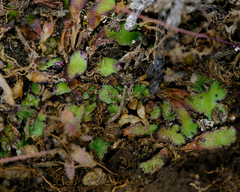 Mannia fragrans