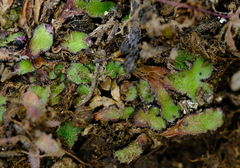 Mannia fragrans