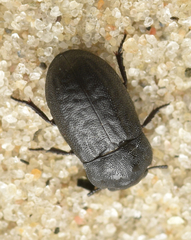Melanimon tibiale