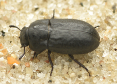 Melanimon tibiale