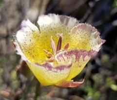 Calochortus weedii intermedius