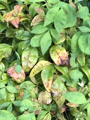 Pseudocercospora nandinae