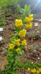 Berberis canadensis