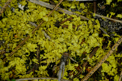 Vulpicida juniperinus