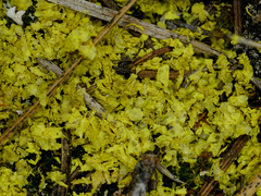 Vulpicida juniperinus