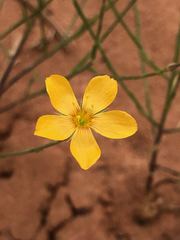 Linum aristatum