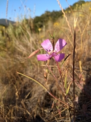 Clarkia cylindrica