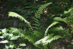 Deparia acrostichoides