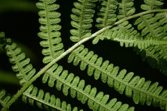 Deparia acrostichoides