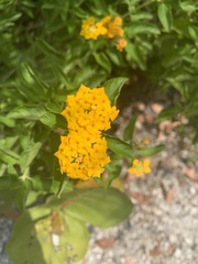 Lantana depressa