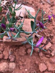 Rhinotropis subspinosa