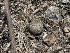 Neolloydia conoidea