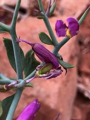 Rhinotropis subspinosa