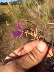 Clarkia cylindrica