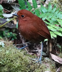 Grallaria alvarezi