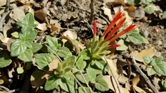 Monardella macrantha