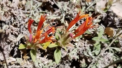 Monardella macrantha