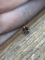 Neocapsus