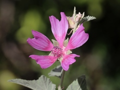 Malva olbia