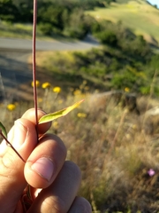 Clarkia cylindrica