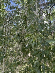 Populus