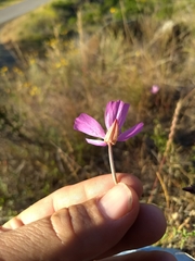Clarkia cylindrica