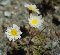 Malacothrix floccifera