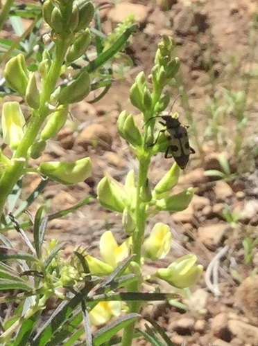iNaturalist observation photo of Judolia instabilis