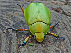 Chrysina macropus
