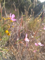 Clarkia cylindrica