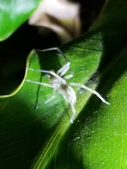 Cheiracanthium mildei