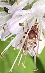 Myopa clausa