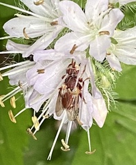 Myopa clausa