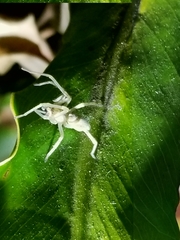 Cheiracanthium mildei