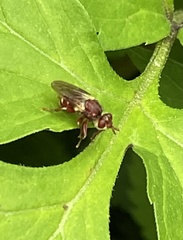 Myopa clausa