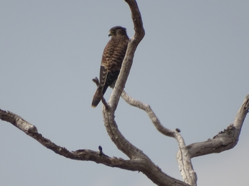 Eurasian Kestrel
