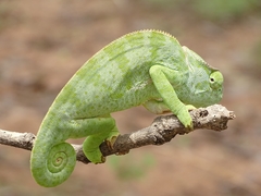 Chamaeleo