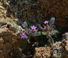 Collomia diversifolia
