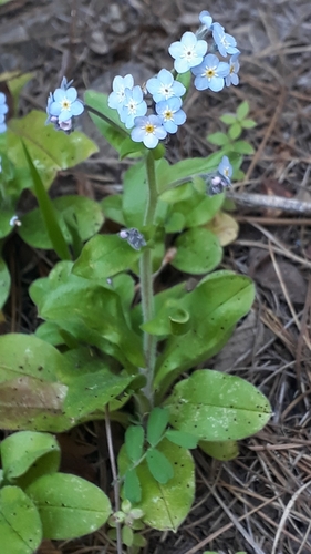 Myosotis image