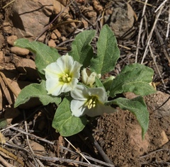 Leucophysalis nana