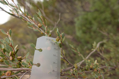 Leptospermum coriaceum