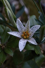 Lilium rubescens