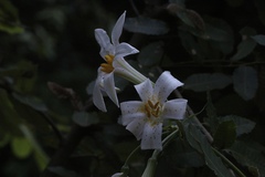 Lilium rubescens