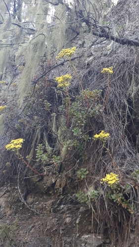 Aeonium spathulatum (Aeonium spathulatum)